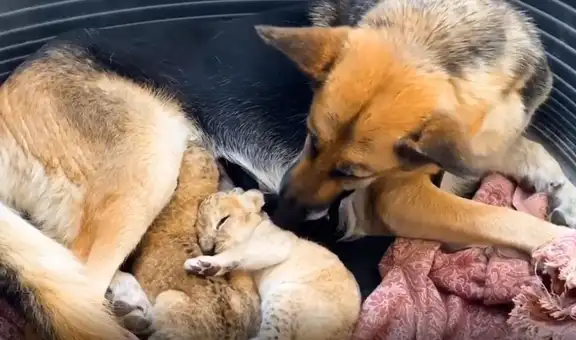 Perrita pastor alemán adopta a dos cachorros de leones que fueron abandonados por su madre [VIDEO]