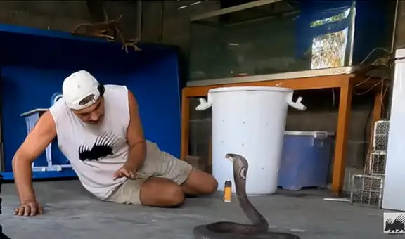 Hombre se acerca a una serpiente y esta abre sus mandíbulas para atacarlo