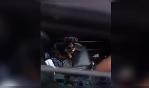 Travieso perro cierra las puertas del carro a su dueño y él hace lo imposible para que le abra [VIDEO]