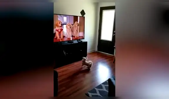 Perro ve a otros canes en una película, se acerca al televisor y pretende jugar con ellos [VIDEO] 