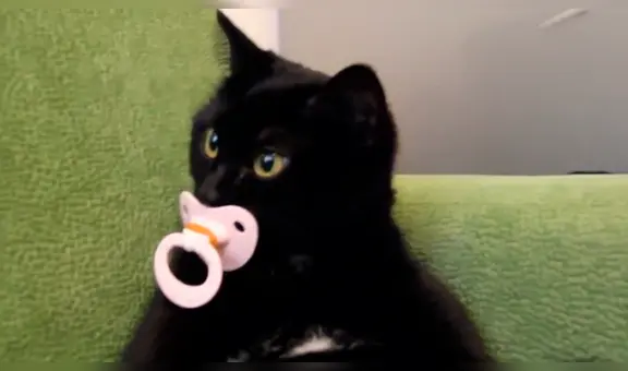 Gato tiene curioso comportamiento cuando su dueño intenta quitarle su chupón [VIDEO]