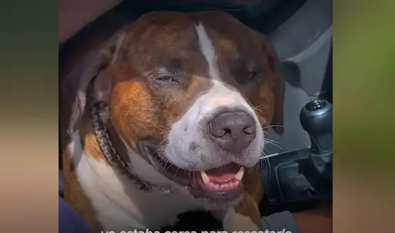 Conoce la conmovedora historia de Snoop, un perro callejero que colecciona ramas [VIDEO]