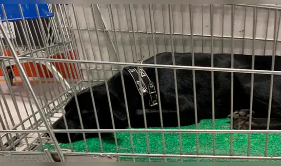 Hallan a perrita dentro de carrito de compras del Open Plaza [VIDEO]