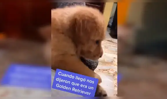 Pensaron que adoptaban a un golden retriever, pero luego descubren su verdadera raza  [VIDEO] 