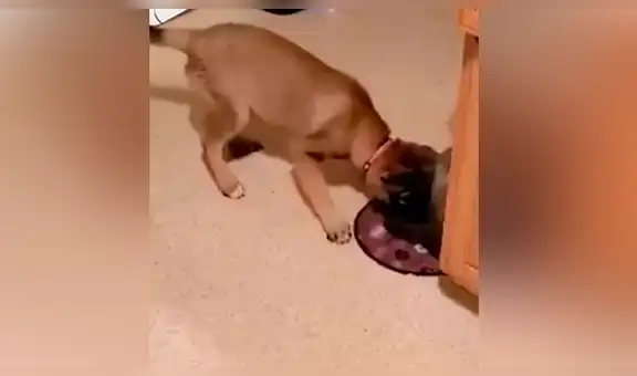 Travieso perro arroja toda el agua de su plato para poder deslizarse por el suelo [VIDEO]