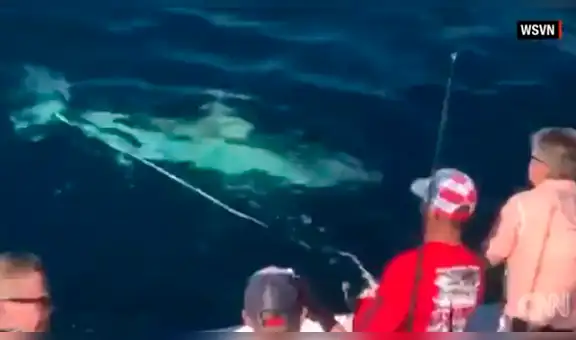 Pescadores son acechados por enorme tiburón que se escondía debajo de su barco [VIDEO]