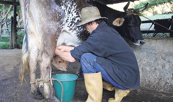 Ganaderos perdieron 1,2 millones de litros de leche al día por protesta
