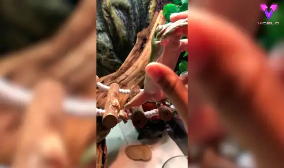 Furiosa rana muerde el dedo de su dueña mientras le da de comer 