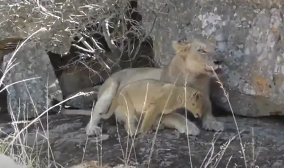 Turista capta a mamá leona protegiendo a sus cachorros