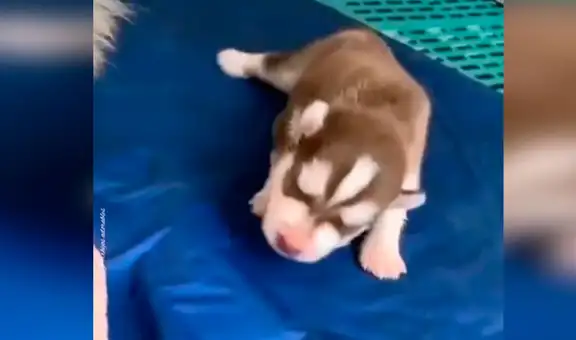 Perrita da a luz una cría y su dueña la graba para mostrar su crecimiento 