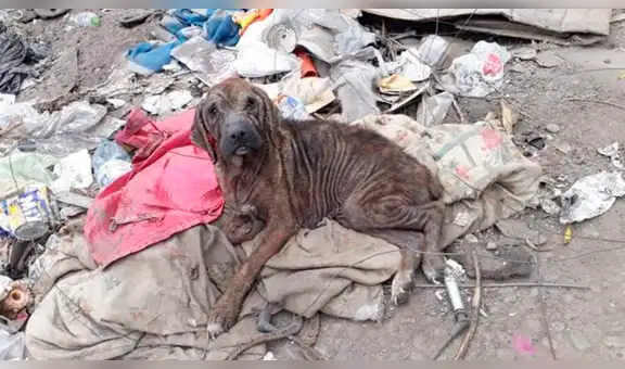 Facebook viral: salva a perrita en mal estado que vivía en un basurero y ahora luce así [FOTOS]