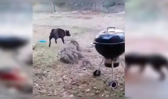 Mangostas se defienden en grupo de un perro y protagonizan impactante escena [VIDEO]
