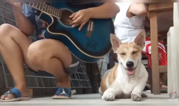 Perro se queda dormido cuando su dueña empieza a tocar guitarra [VIDEO]