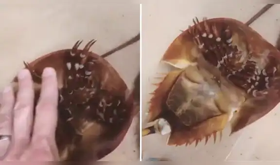 Joven sumerge su mano en pecera y extraña criatura se acerca para hacer lo impensado [VIDEO]