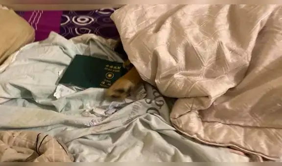 Perro evita que su dueña contraiga el coronavirus al no dejarla viajar a China [FOTOS]