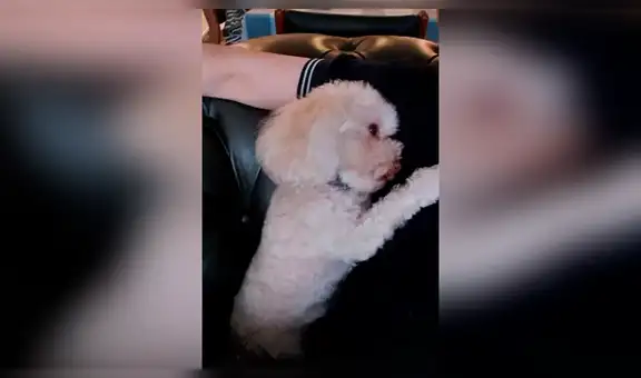 Perro no tolera que su dueño deje de acariciarlo y tiene furiosa reacción [VIDEO]