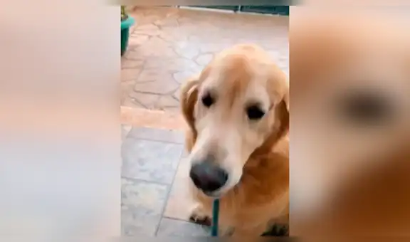 Perro ‘pide’ a su amo salir a pasear, pero recibe una respuesta negativa y decide irse solo [VIDEO]