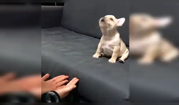 Perro bebé tiene miedo a las alturas y su dueña lo incentiva a dar valiente salto [VIDEO] 