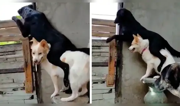 Captan a perro siendo el ‘banquito’ de su amigo para que este pueda ver a su pareja [VIDEO]
