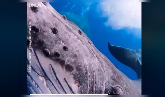 Buzos entran al fondo del mar, sin sospechar que enormes ballenas emergerían para nadar con ellos [VIDEO]