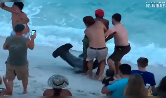 Bañistas quieren ayudar a tiburón martillo varado en playa, pero criatura marina los ataca [VIDEO]