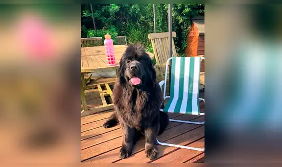 Compró una piscina para su perro por Internet, y cuando se la dieron quedó decepcionada por su tamaño [FOTOS]