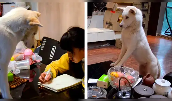 Padre entrena a su perro para que vigile a su hija y ella cumpla con sus tareas [VIDEO] 