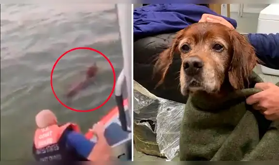 Rescatan a perro que naufragó en medio del océano y lo devuelven a su dueño [VIDEO]