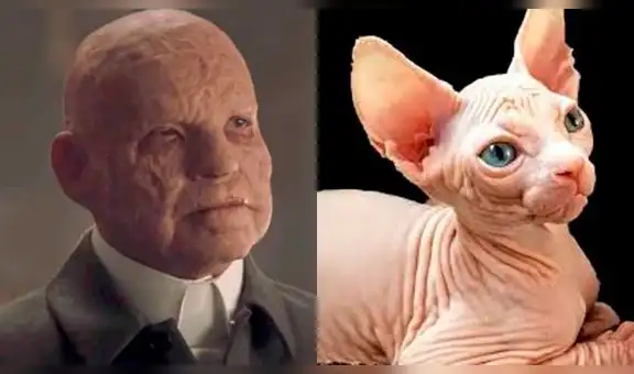 Dark 3: así se verían los personajes de la famosa serie de Netflix si fueran tiernos gatitos