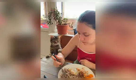 Gato hambriento intenta llamar la atención de su dueña para que le invite comida [VIDEO] 