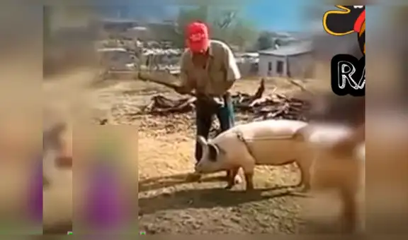 Facebook: cerdo destinado a morir de un hachazo se salva gracias a un pajarito [VIDEO]