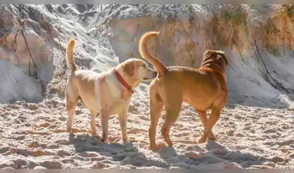 Descubre la razón detrás de la costumbre canina de olfatearse la cola entre sí [VIDEO]
