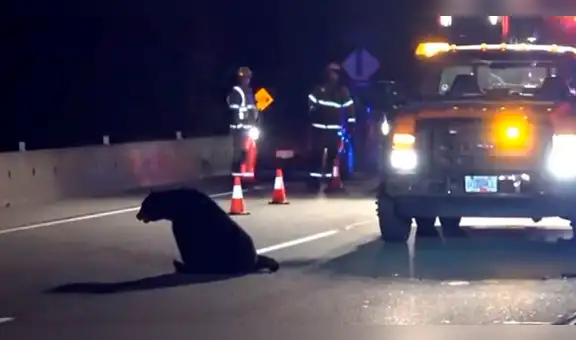 Canadá: ejecutan a oso que interrumpía el tránsito en una carretera [VIDEO]