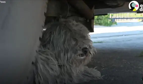 Adoptan a perro de la calle, le cortan su gran pelaje y ahora luce irreconocible