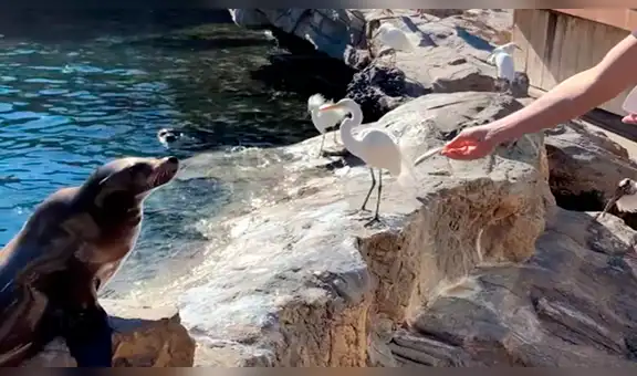 Joven pretende arrojar pescado a lobo marino, pero pájaro malogra sus planes [VIDEO] 