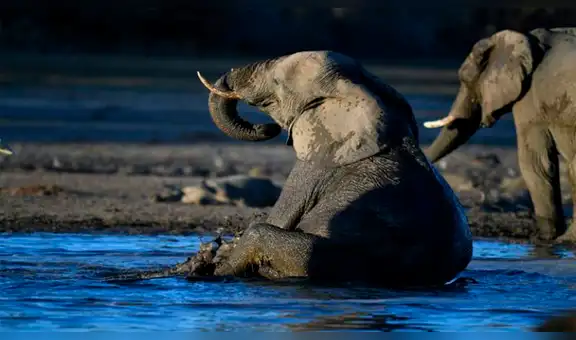 Venden licencia para cazar elefantes en Botsuana [VIDEO]