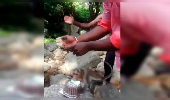 Travieso mono roba pastel de joven al que le cantaban ‘Happy Birthday’ [VIDEO]