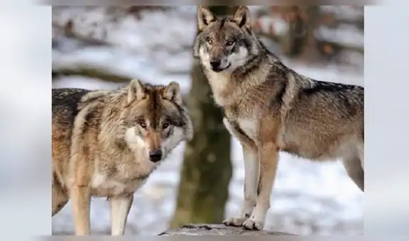 Fotógrafo comparte insólitas imágenes de manada de lobos paseando por bosque [VIDEO]