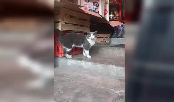 ‘Mayo’ o ‘Pancho’, el gato que vivió con dos familias durante siete años sin que nadie lo sospeche [FOTOS]