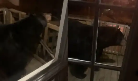 Oso ingresa a escondidas a una vivienda y huye al ser descubierto