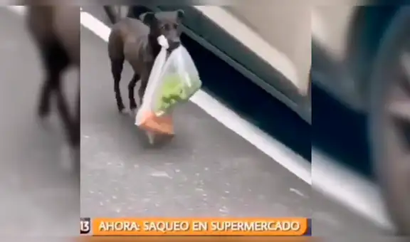 Captan a perro robando cosas de supermercado durante un saqueo [VIDEO]