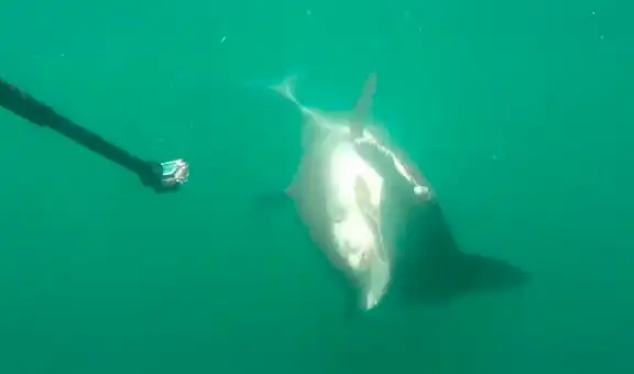 Facebook viral: pugna a muerte entre tiburón tigre y tiburón martillo tiene un final inesperado que sorpendió a miles [VIDEO]