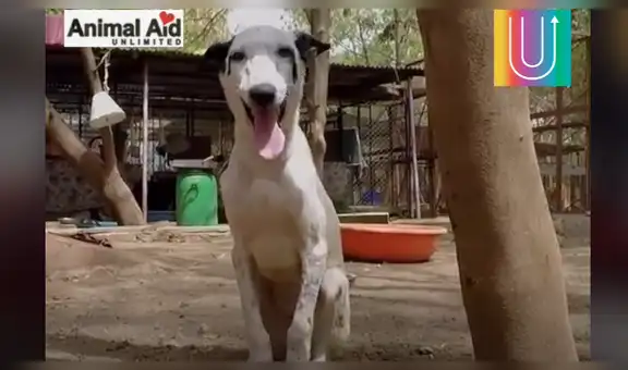 Encuentran a perro callejero que padecía una terrible enfermedad y su historia es muy emotiva [VIDEO]
