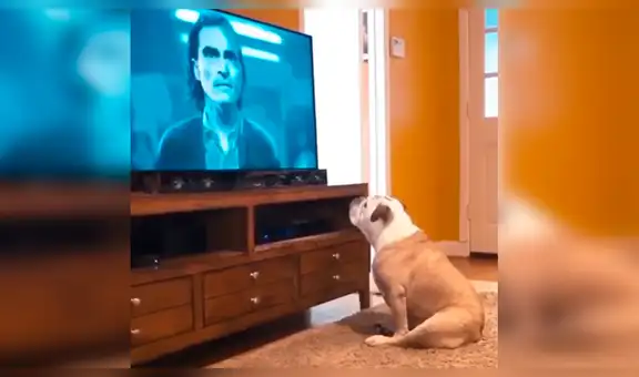 Perro ve tráiler de Joker, la nueva película de Joaquin Phoenix, y reacciona así [VIDEO]