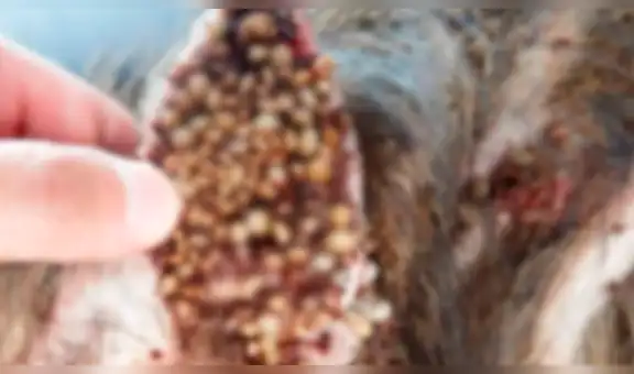 Perro infestado de sarna y garrapatas es salvado de la calle y ahora luce así [FOTOS]