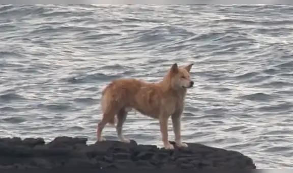 Perro se queda al lado del mar durante más de un año y la razón conmueve a todos [VIDEO]