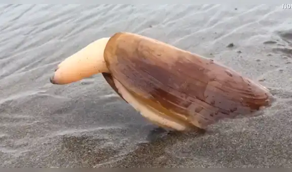 YouTube viral: se acerca a misteriosa criatura marina, sin imaginar que haría algo asqueroso [VIDEO]