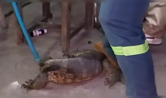 YouTube viral: Anciana descubre misteriosa criatura ingresando a su tienda [VIDEO]
