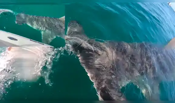 YouTube viral: hombre atrapa pez con sus manos, sin imaginar que hambriento tiburón le quitaría su presa [VIDEO] 