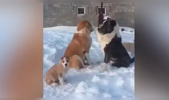 Perro intenta captar la atención de su pareja y recibe cruda indiferencia [VIDEO]